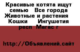 Красивые котята ищут семью - Все города Животные и растения » Кошки   . Ингушетия респ.,Магас г.